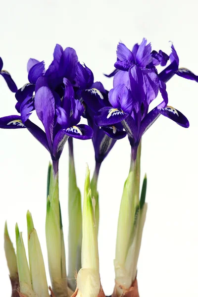 Spring flowers irises — Stock Photo, Image