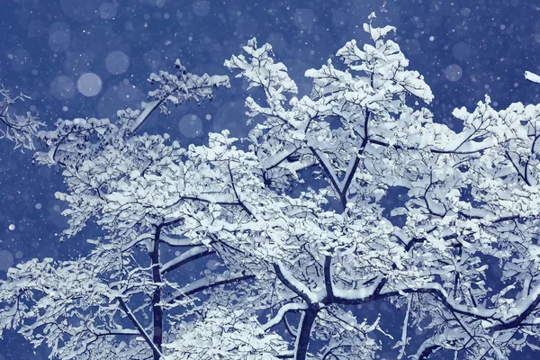 Vinter natten bakgrund — Stockfoto