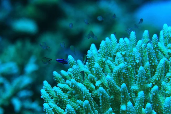 Ramas de coral bajo el agua —  Fotos de Stock