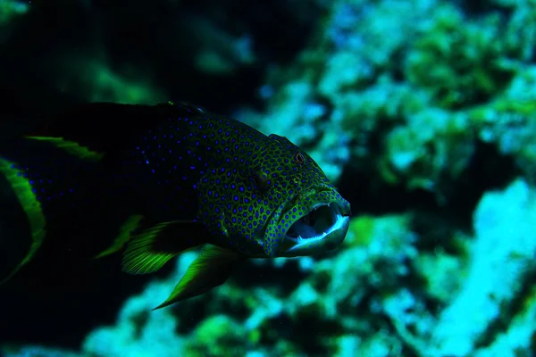 특이 한 바다 물고기 — 스톡 사진