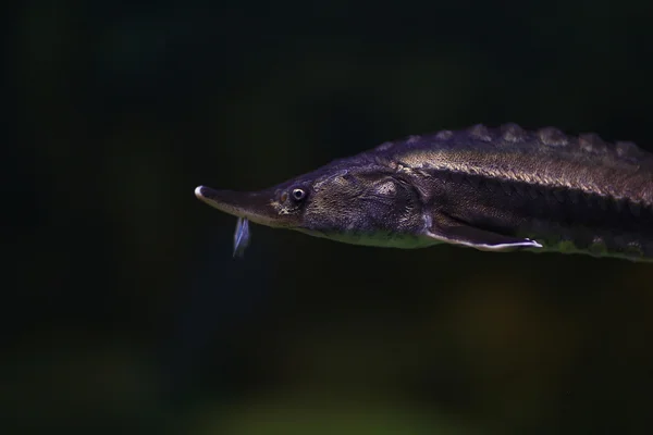 Осетровые животные под водой — стоковое фото