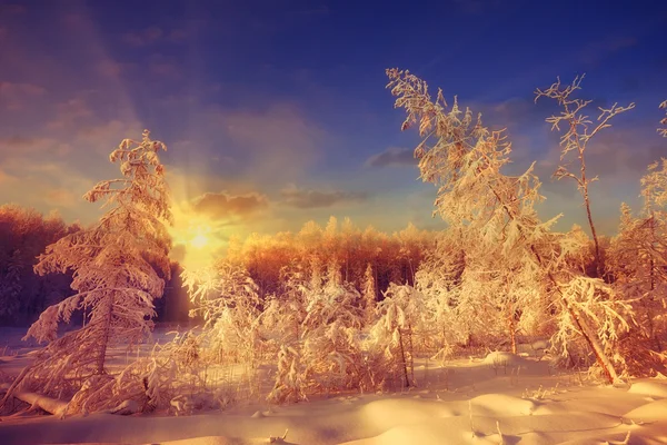 Winterzonsondergang in het bos — Stockfoto