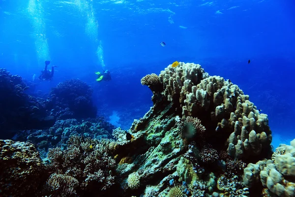 Barriera corallina nel mare caldo — Foto Stock