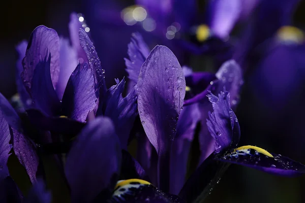 Íris roxas flores — Fotografia de Stock