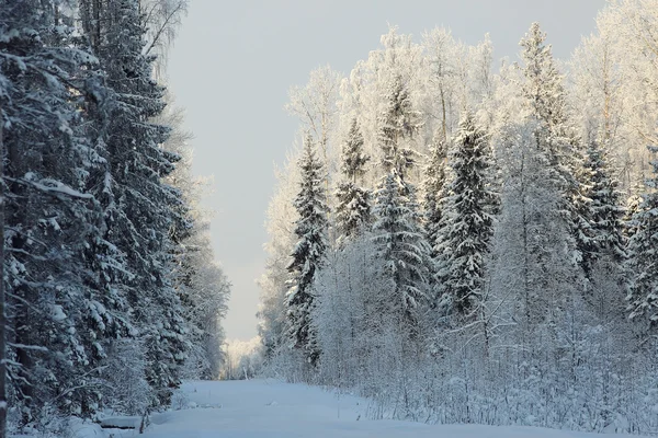 Winter cold day — Stock Photo, Image