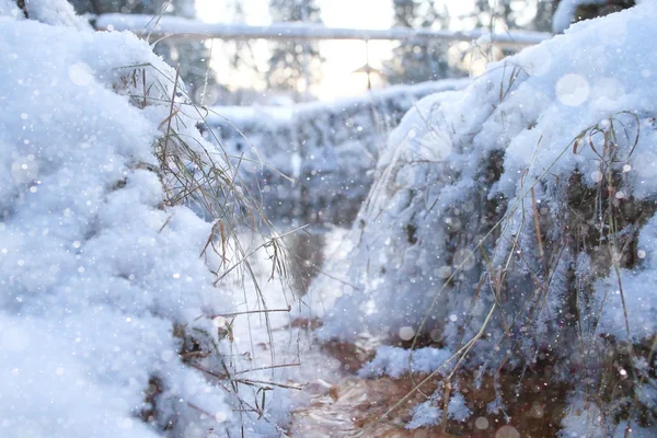 Hermoso invierno en el bosque — Foto de Stock