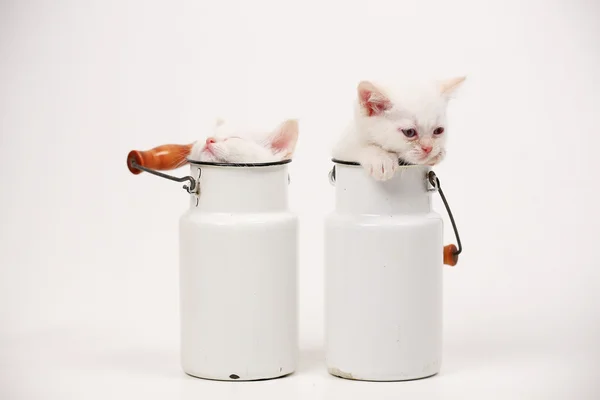White British kittens — Stock Photo, Image