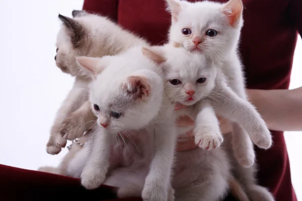 Gatinhos nas mãos da mulher — Fotografia de Stock