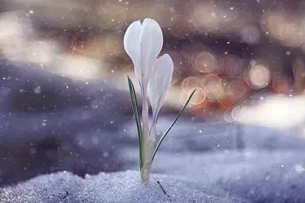 Delicate white flowers — Stock Photo, Image