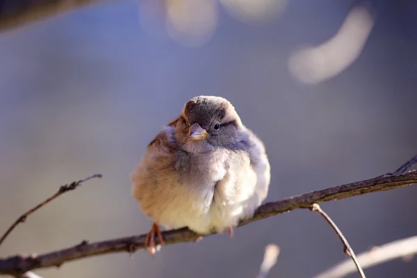 Sparrow bird on a branch — Stock Photo, Image