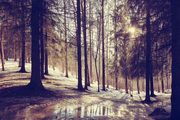 Primavera sole foresta paesaggio — Foto Stock