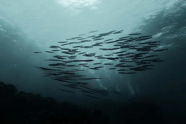 Ψάρια σε ένα κοραλλιογενή ύφαλο — Φωτογραφία Αρχείου