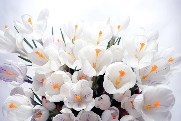 精致的白花 — 图库照片