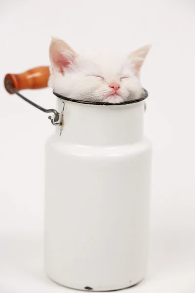 White British kitten — Stock Photo, Image