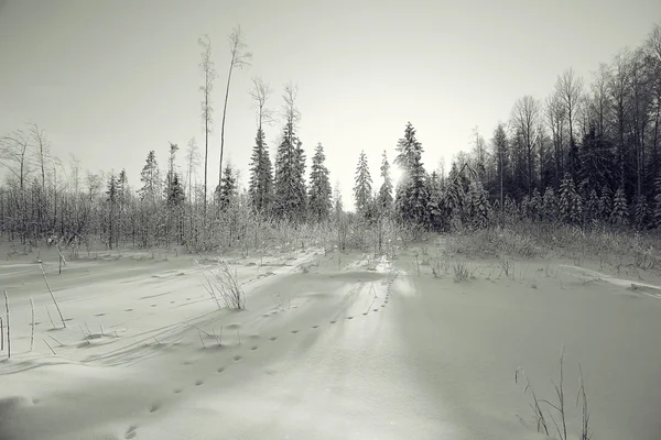 Monokrom vinterlandskap — Stockfoto