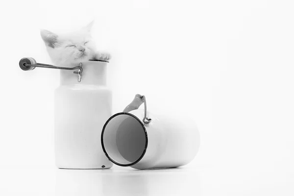 White British kitten — Stock Photo, Image