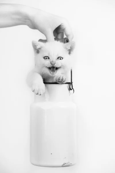 Roztomilý kotě v mléce mohou — Stock fotografie