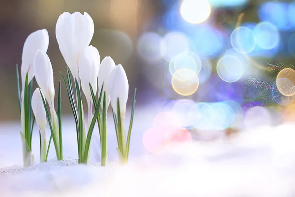 Fijne witte bloemen — Stockfoto