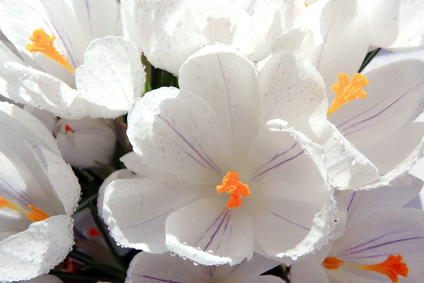 Fina vita blommor — Stockfoto