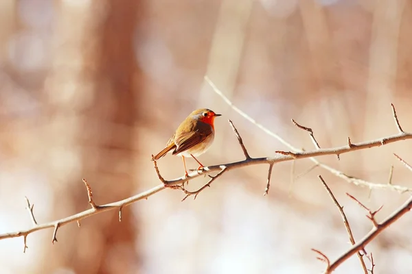 little spring bird