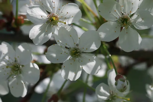 Branch of apple blossom — Stock Photo, Image