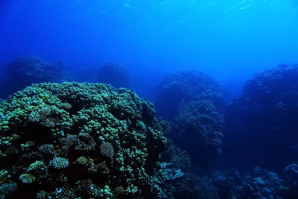 Κοραλλιογενών υφάλων στη ζεστή θάλασσα — Φωτογραφία Αρχείου