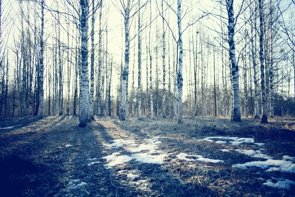 Bosque de primavera paisaje — Foto de Stock