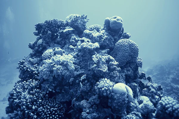 Arrecife de coral bajo el agua — Foto de Stock