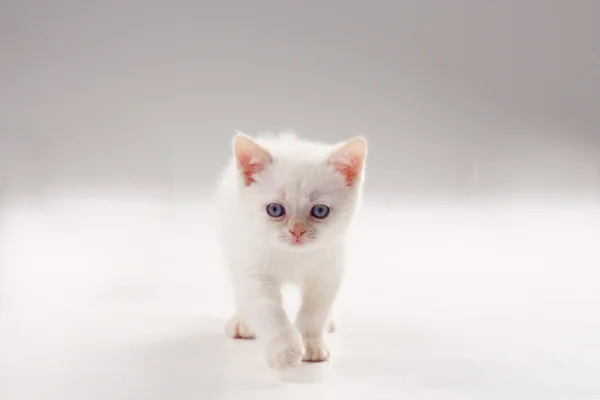 Biały brytyjski kotek — Zdjęcie stockowe