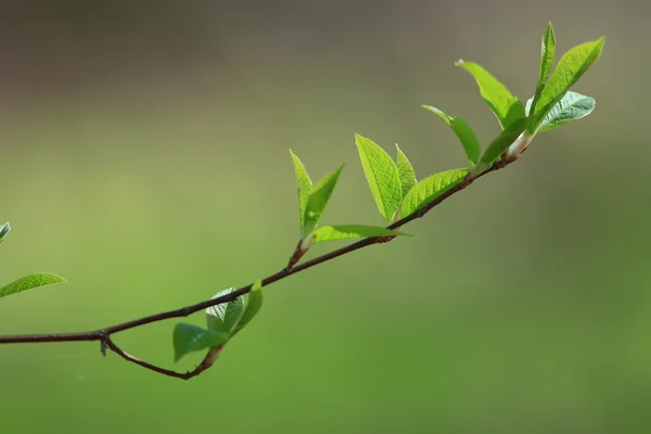 Blurred spring background — Stock Photo, Image