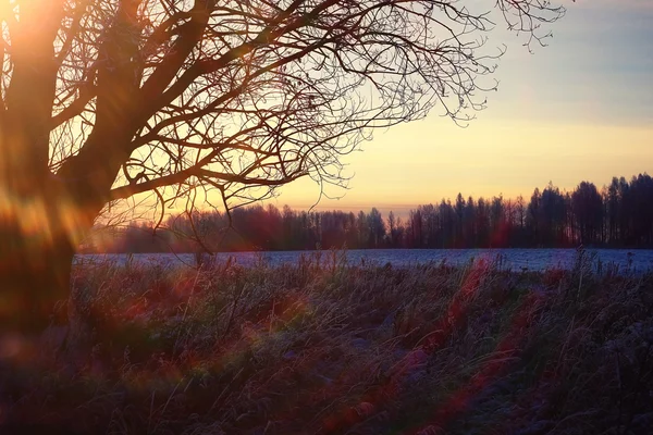 Floresta no início da primavera ao pôr do sol — Fotografia de Stock