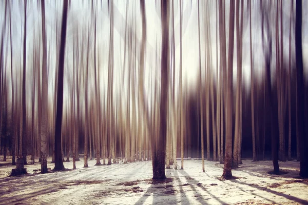 Début du printemps dans le parc — Photo