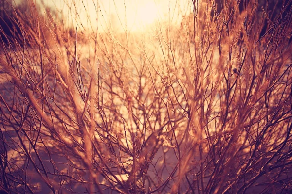 森の中の冬の夕日 — ストック写真