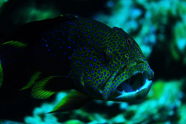 Peces inusuales de agua salada —  Fotos de Stock