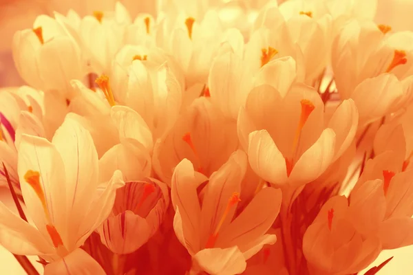 Delicate white flowers — Stock Photo, Image