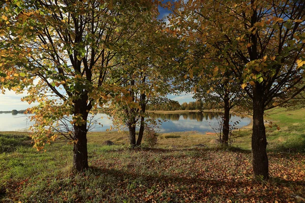 Trees in the summer park — Stock Photo, Image