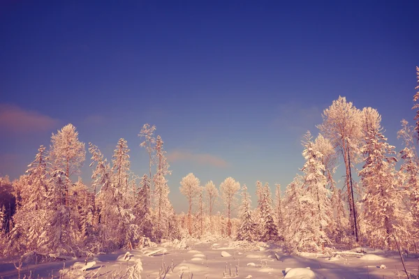 Vintersolnedgång i skogen — Stockfoto