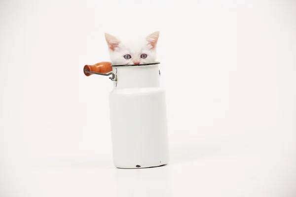 White British kitten — Stock Photo, Image