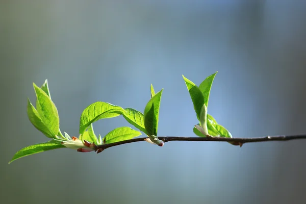 Fond de printemps flou — Photo