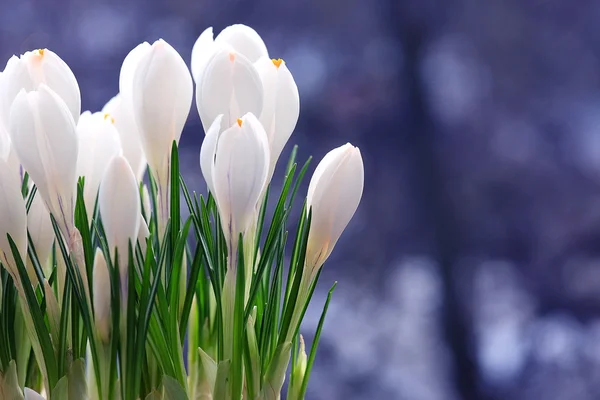 봄흰 꽃들 — 스톡 사진