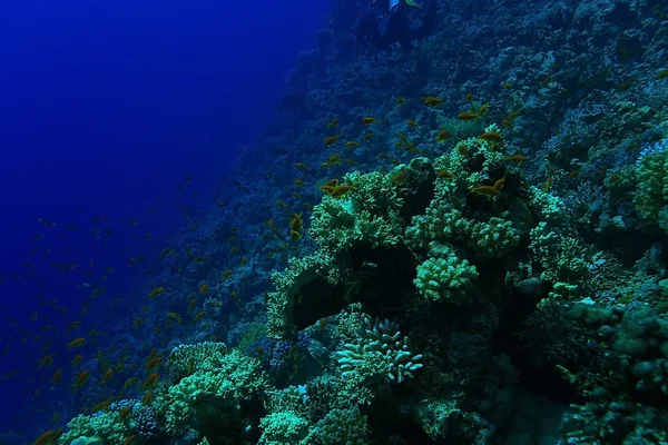 Tropiska havet under vattnet — Stockfoto