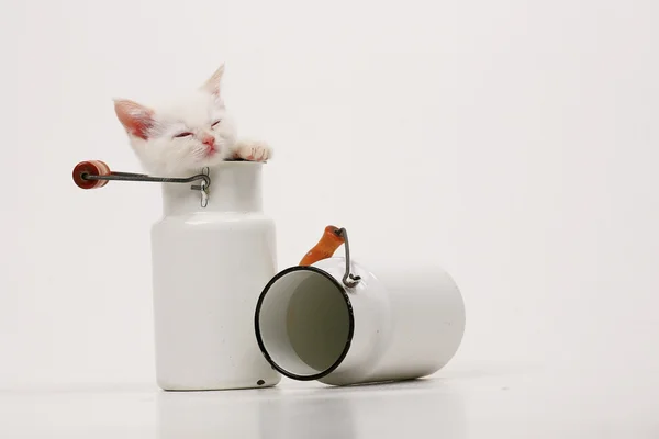 White British kitten — Stock Photo, Image