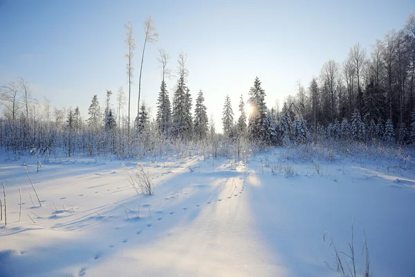 Journée froide d'hiver — Photo