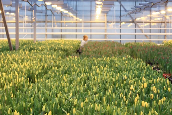 Krásný jarní tulipány — Stock fotografie