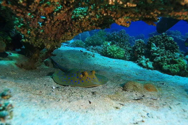 Rampa mar bajo el agua — Foto de Stock