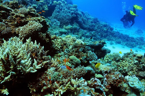Coral reef in de warme zee — Stockfoto