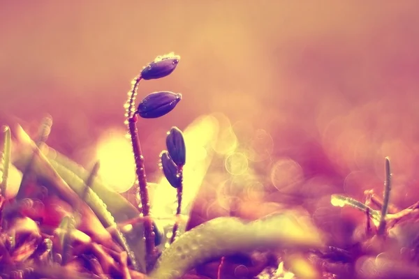 Grama primavera no fundo — Fotografia de Stock