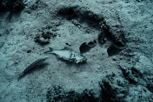 Мертва риба на кораловому рифі — стокове фото