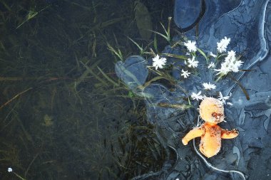 Oyuncak bebek kırılmış korku, kış buzu, arka plan korkusu kayıp çocuk.