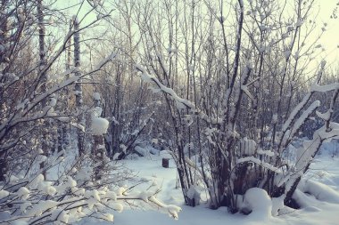 Kış orman manzarası karla kaplı, Aralık noeli doğa beyaz arka plan